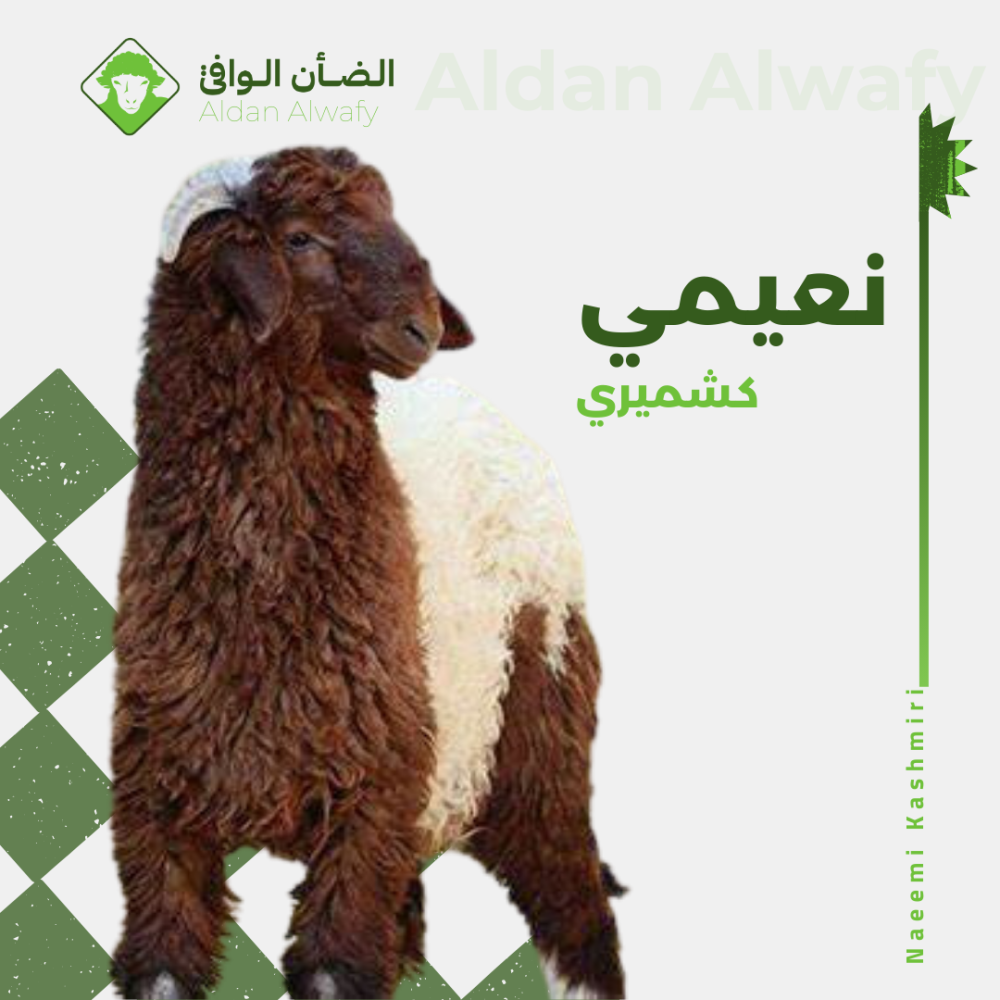 نعيمي كشميري لباني ( كامل )