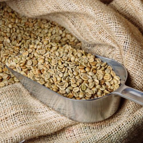 بن أخضر بلانتيشن - الهند