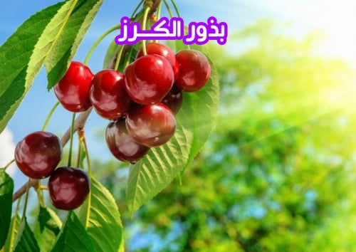 بذور الكرز ( بذرة)