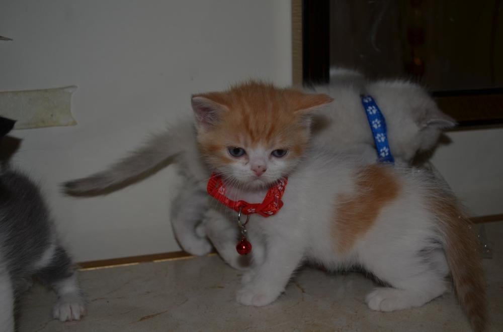 بريتش شورت هير شامل المستلزمات