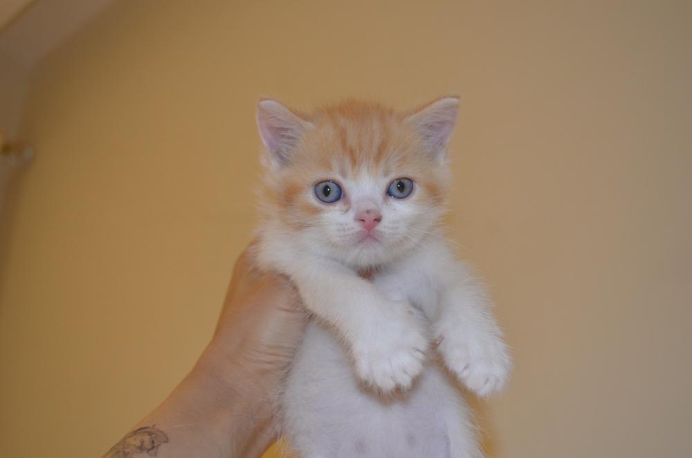 بريتش شورت هير شامل المستلزمات