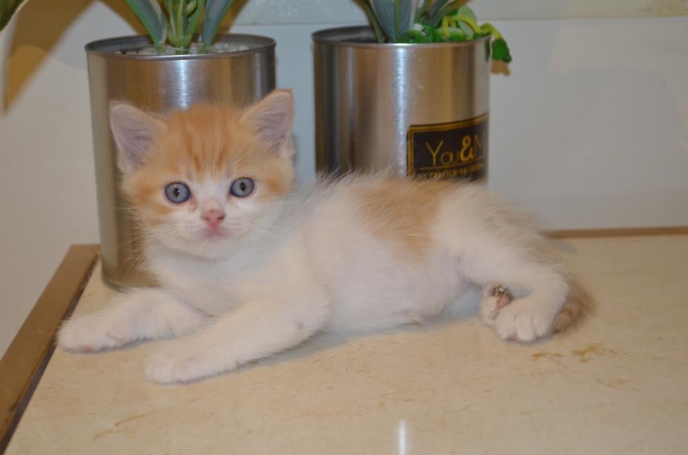 بريتش شورت هير شامل المستلزمات