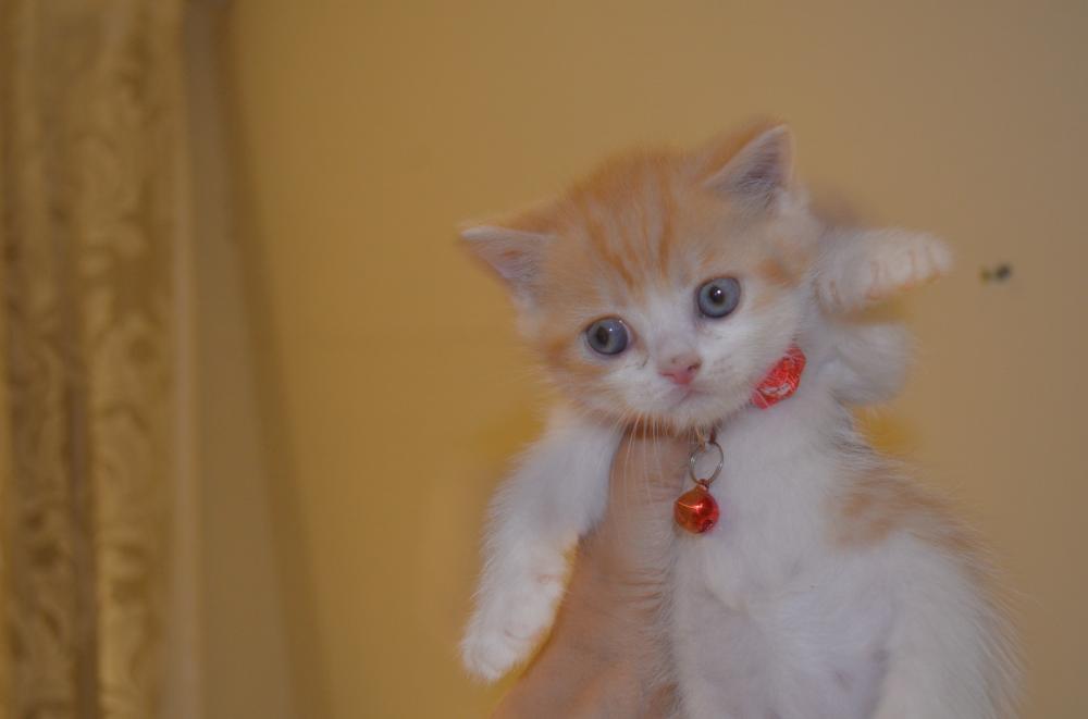 بريتش شورت هير شامل المستلزمات