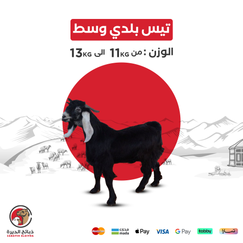 تيس بلدي كامل وسط