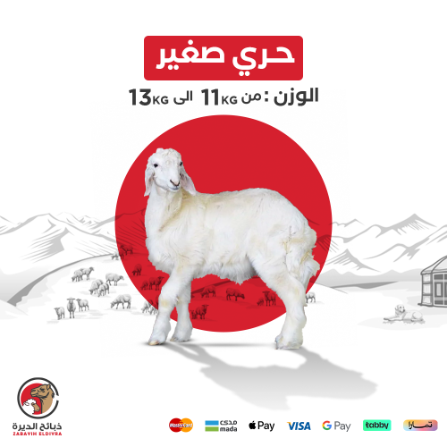 خروف كامل حري صغير