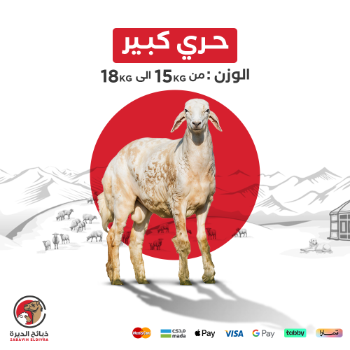 خروف كامل حري كبير