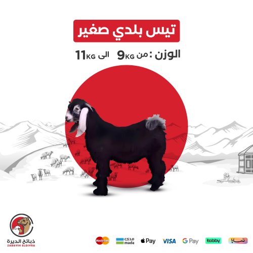 تيس بلدي كامل صغير