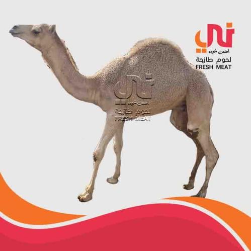 لحم حاشي لباني (الكيلو)