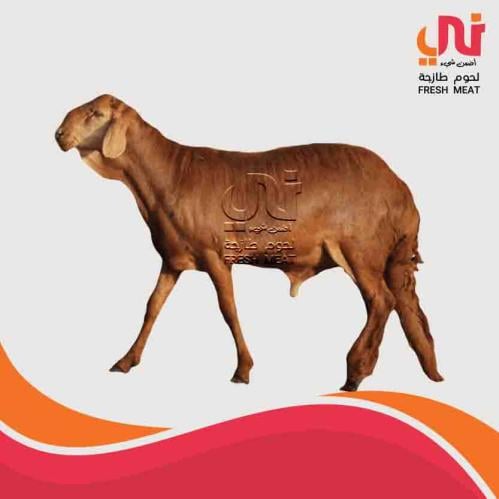 لحم غنم سواكني طازج (كيلو)