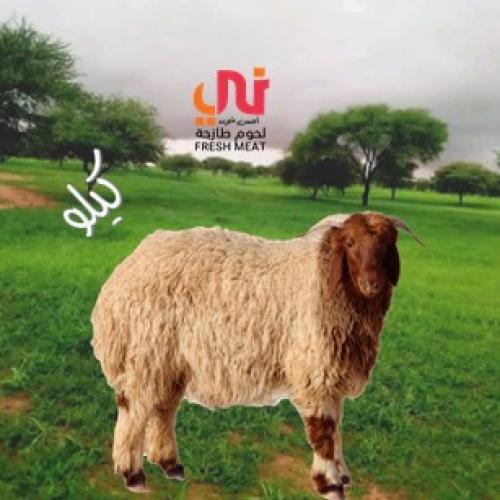 لحم غنم نعيمي بلدي طازج (كيلو)