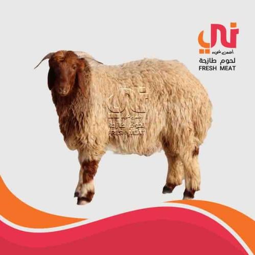 لحم غنم نعيمي بلدي طازج (كيلو)