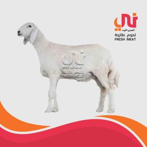 لحم غنم حري بلدي طازج (كيلو)