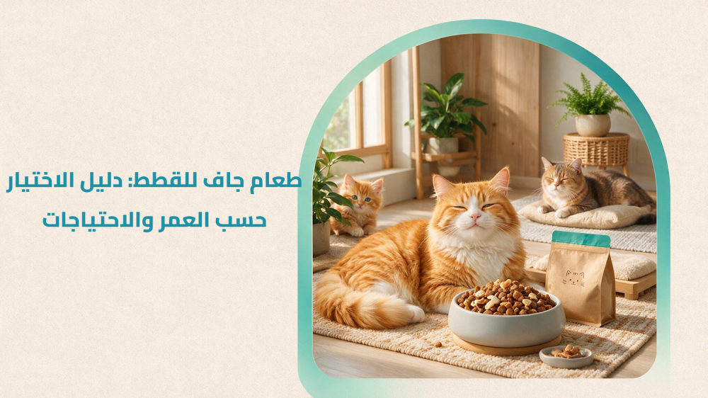 طعام جاف للقطط: دليل الاختيار حسب العمر والاحتياجات