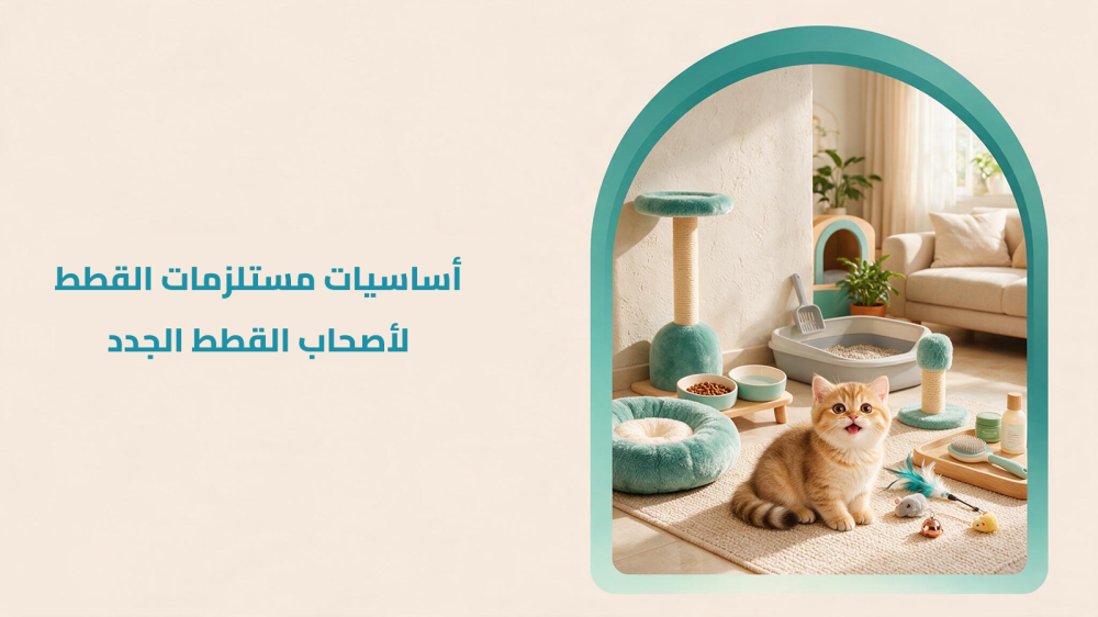 أساسيات مستلزمات القطط لأصحاب القطط الجدد