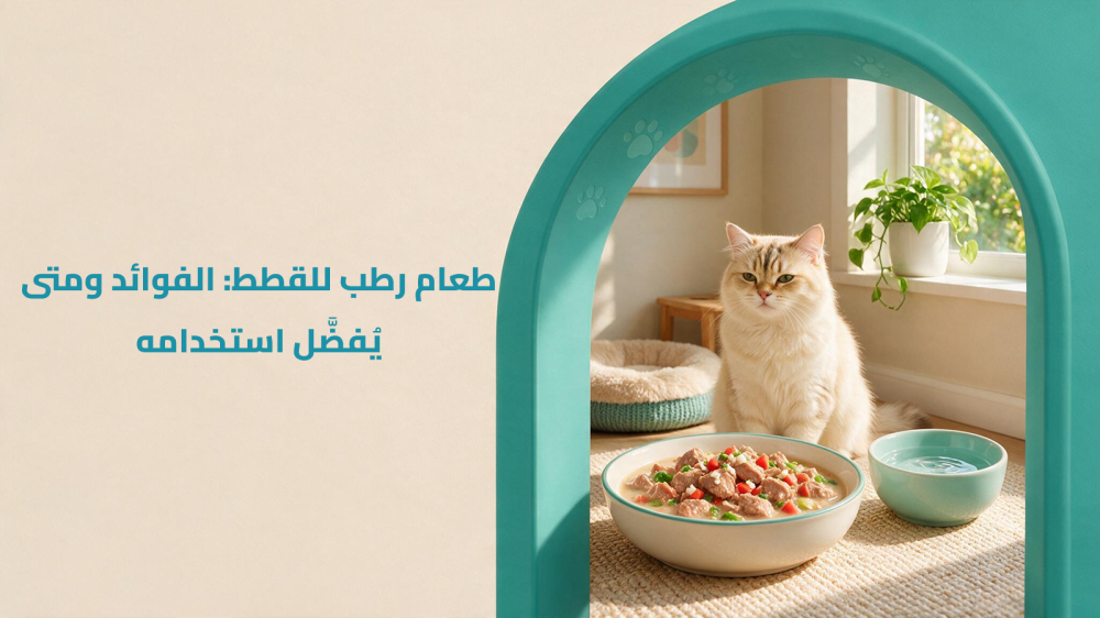 اكل قطط رطب
