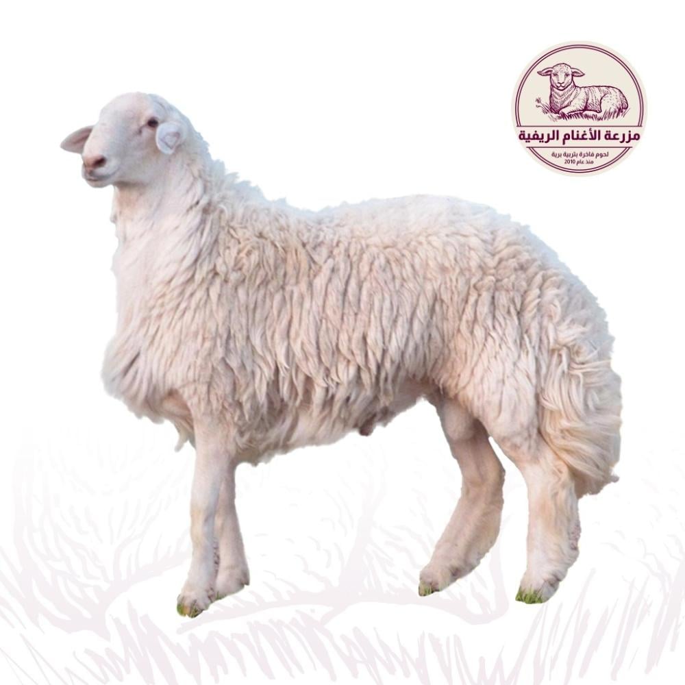 حري بلدي  11 : 13 - كيلو صغير