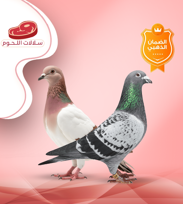 زوج حمام زاجل