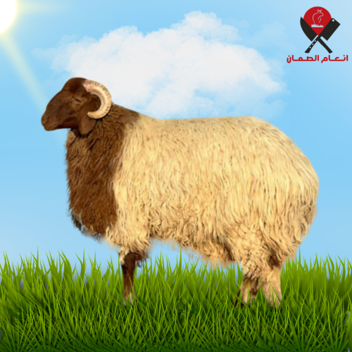 نصف هرفي نعيمي- ٤ شهور