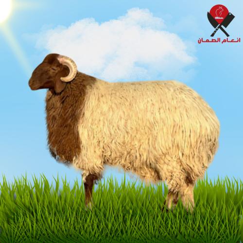 ذبيحه نعيمي - 8 شهور