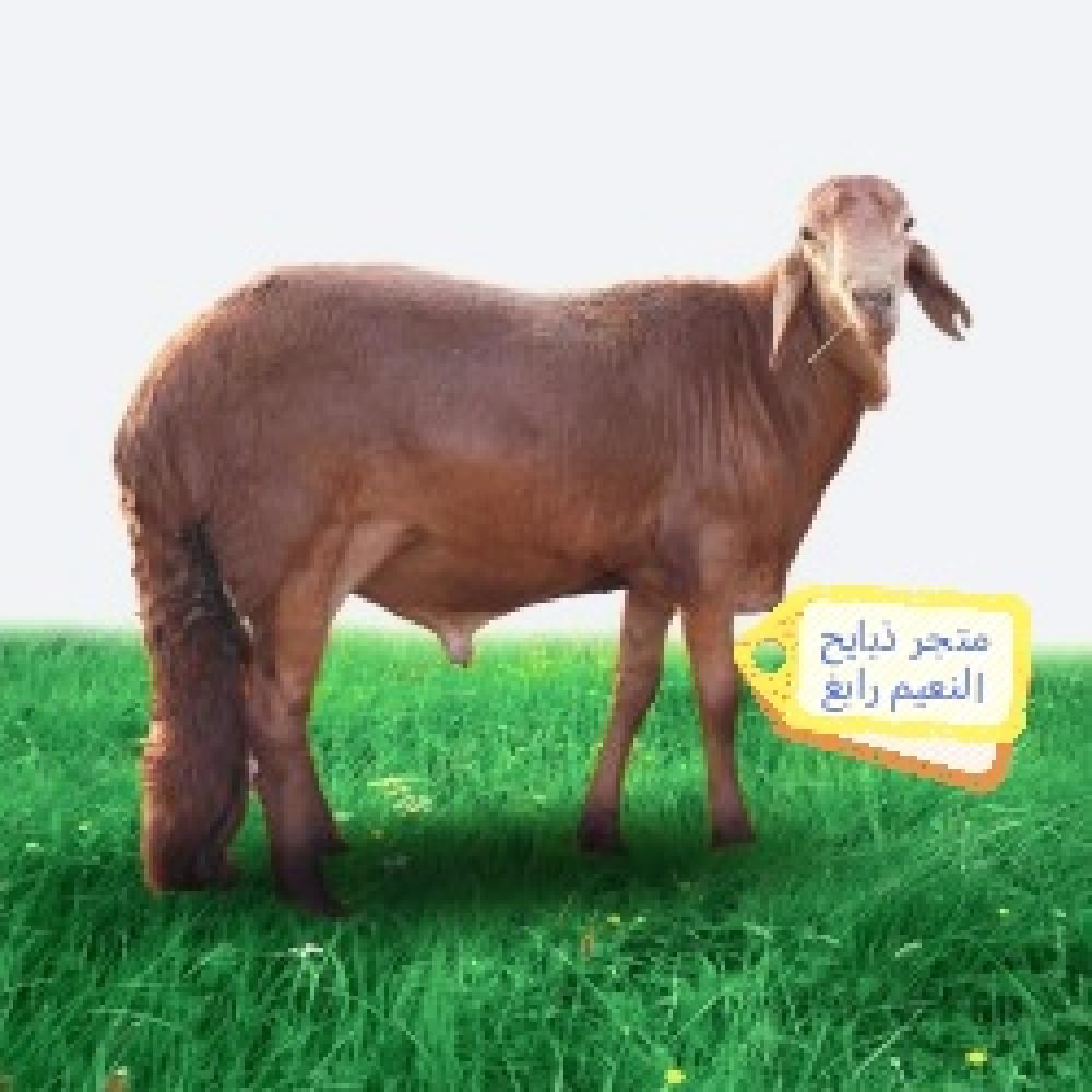 سواكني تربيه الطايف 6شهور