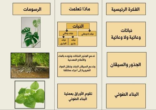 مطوية انواع النبات فائدة الجذور والسيقان والبناء ا...