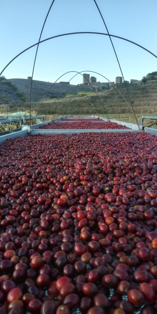 ???Why Are Specialty Yemeni Beans Expensive