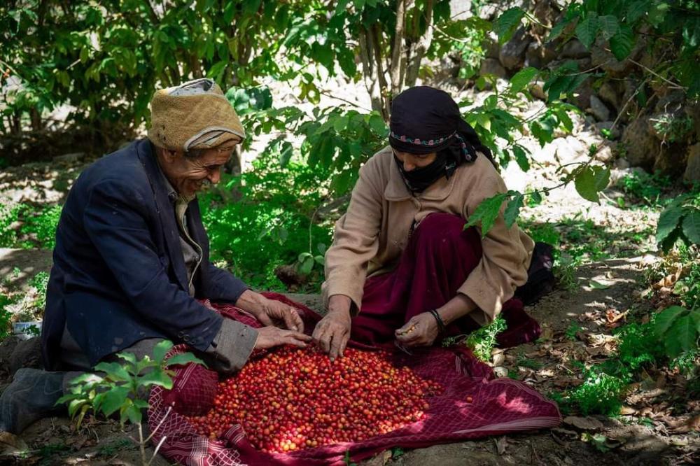 تعرف ليش البن اليمني غالي؟