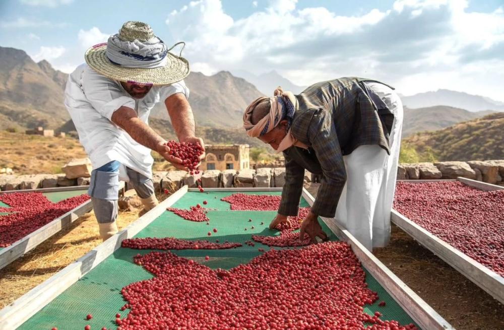 مزارع البن يمني