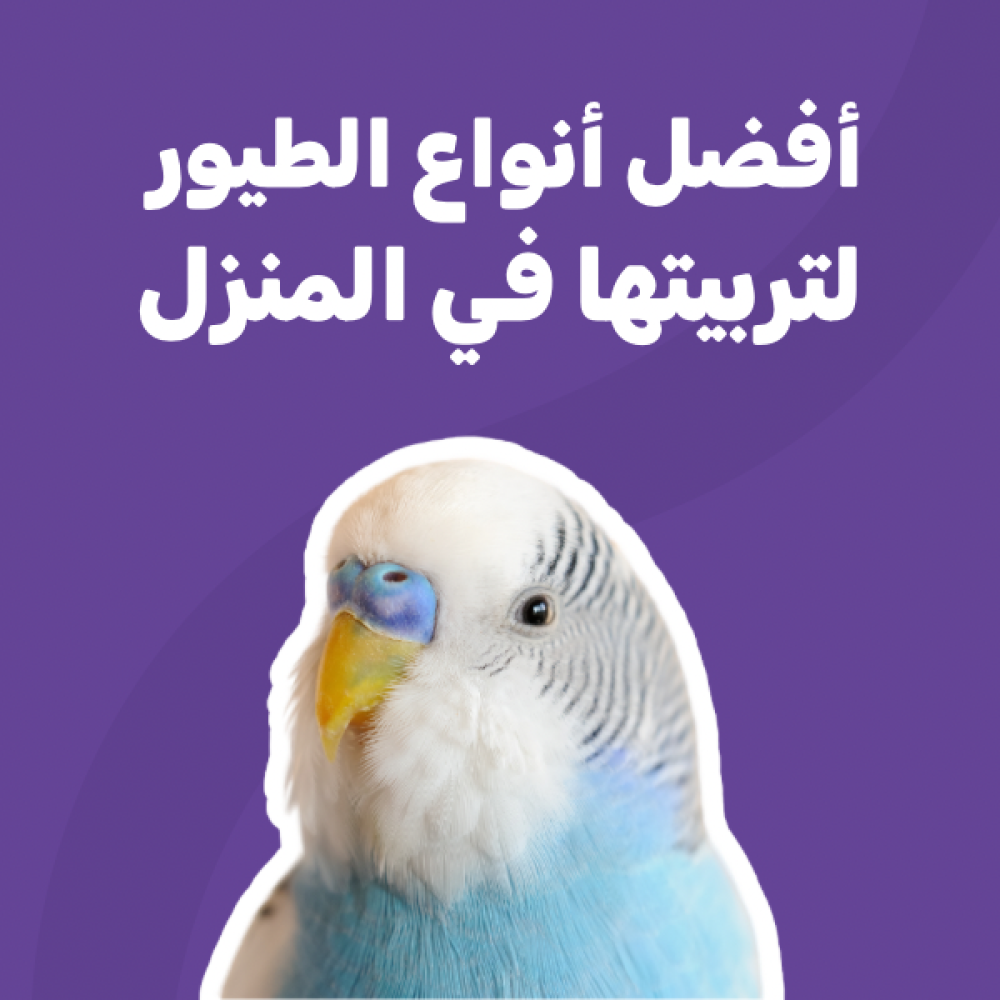 أفضل انواع الطيور لتربيتها في المنزل