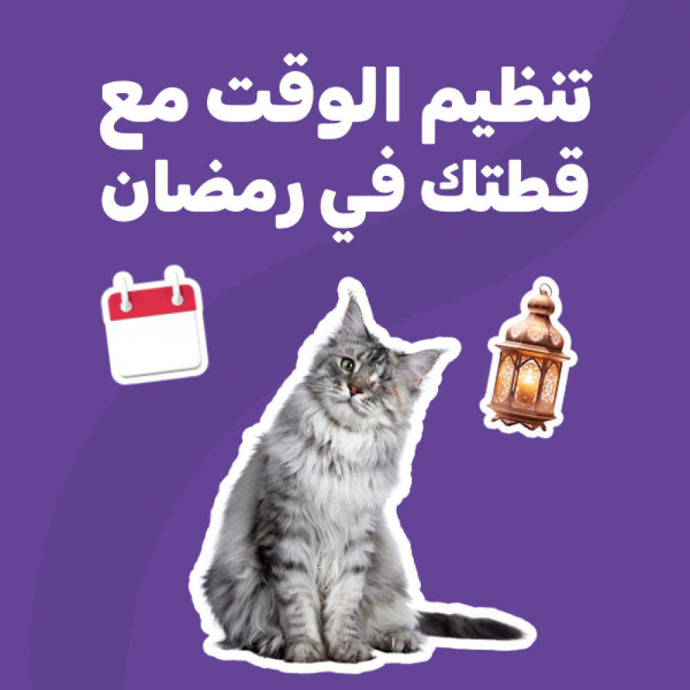 تنظيم الوقت مع قطتك في رمضان