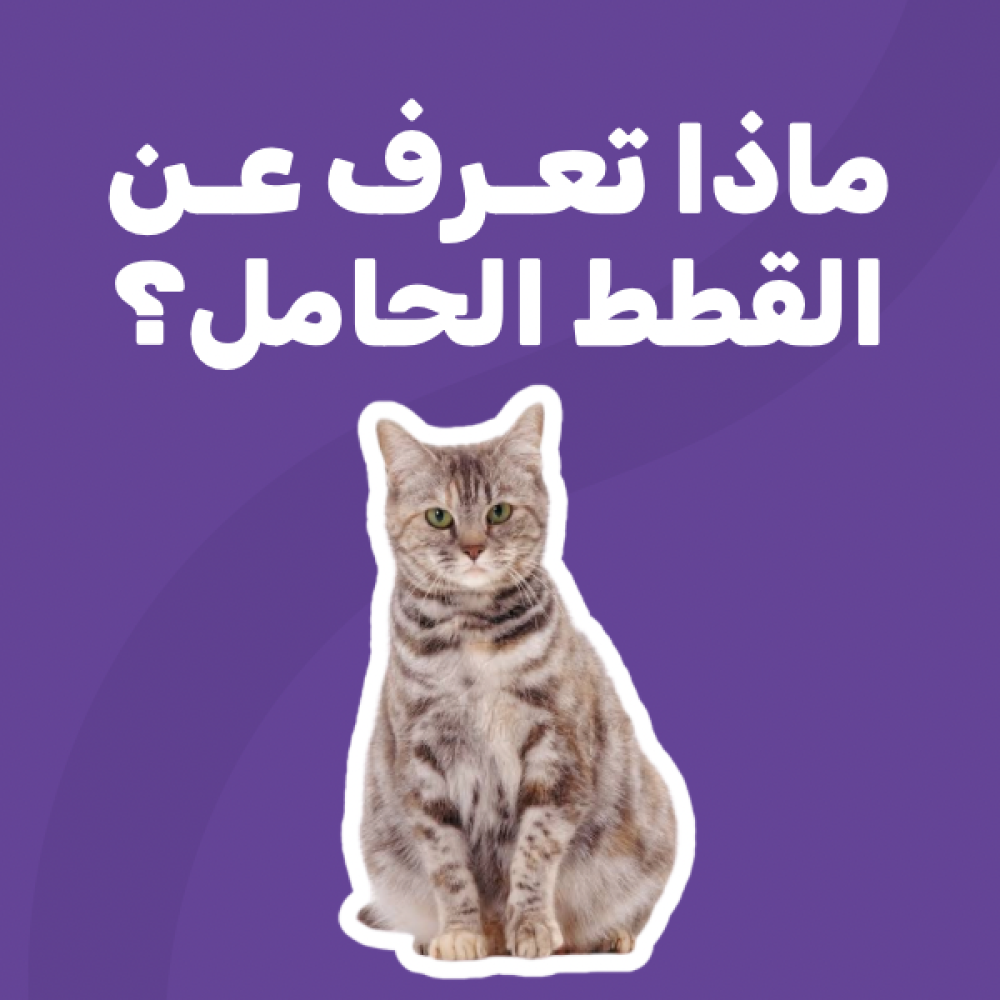 ماذا تعرف عن القطط الحامل ؟