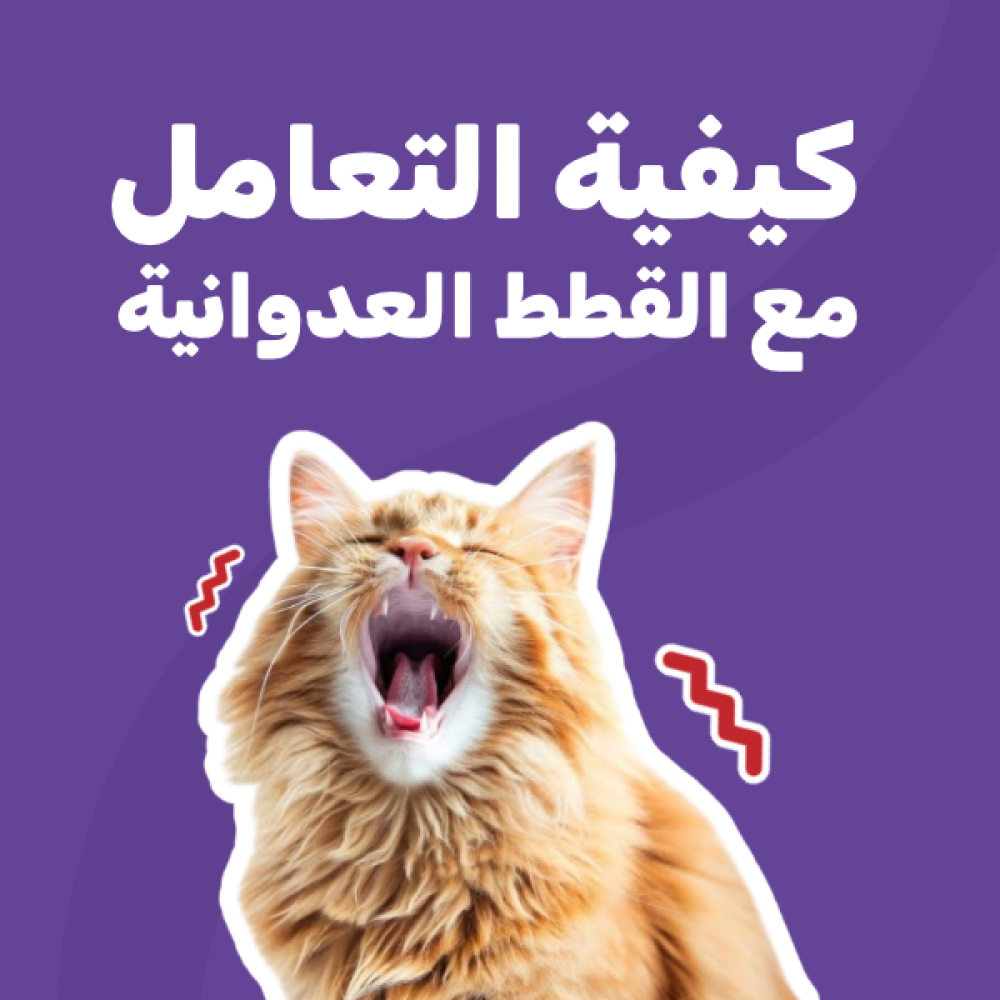 كيفية تعامل مع القطط العدوانية ؟