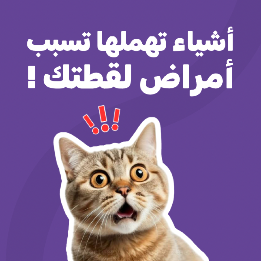 أشياء تهملها تسبب أمراض لقطتك ‼️
