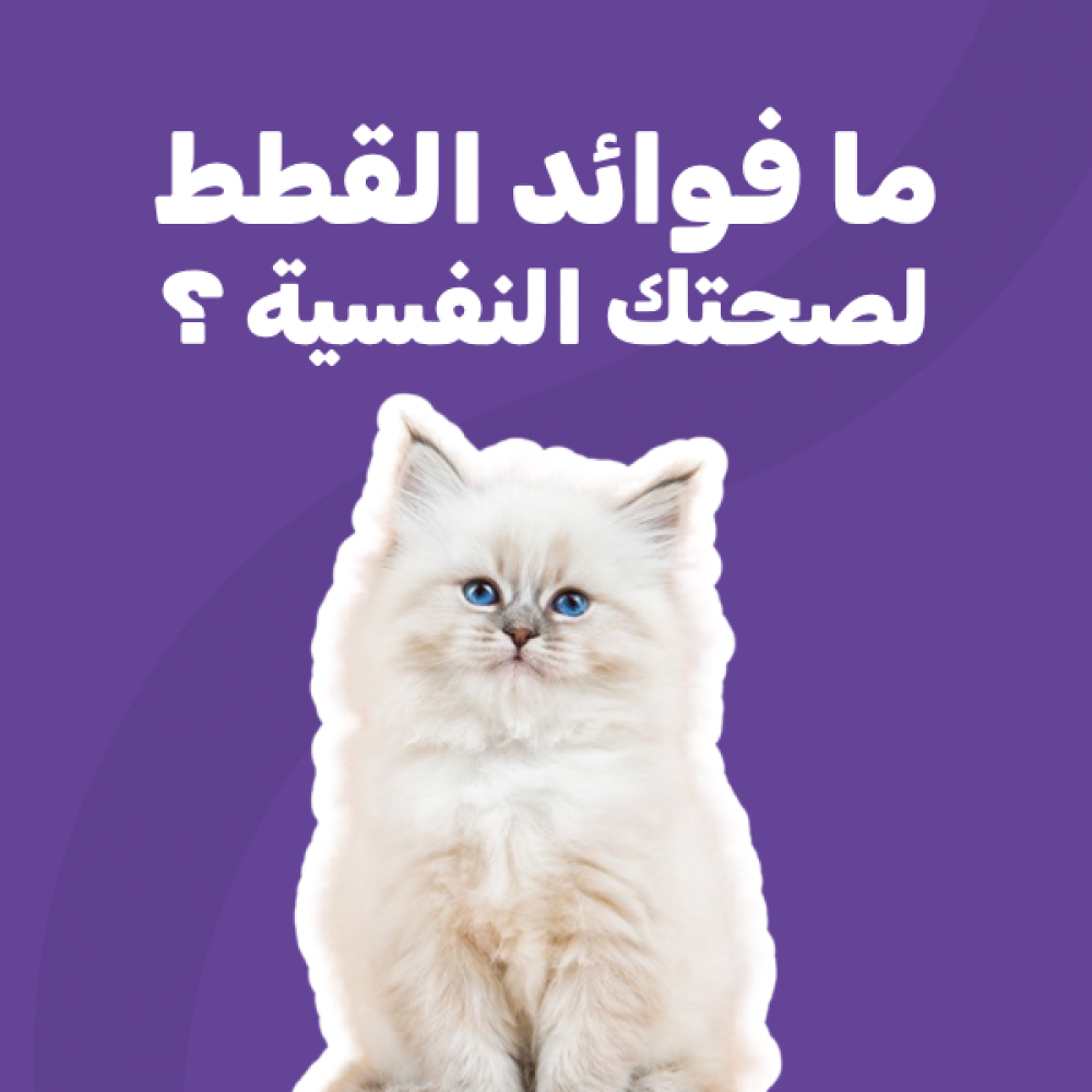 ما فوائد القطط لصحتك النفسية ؟