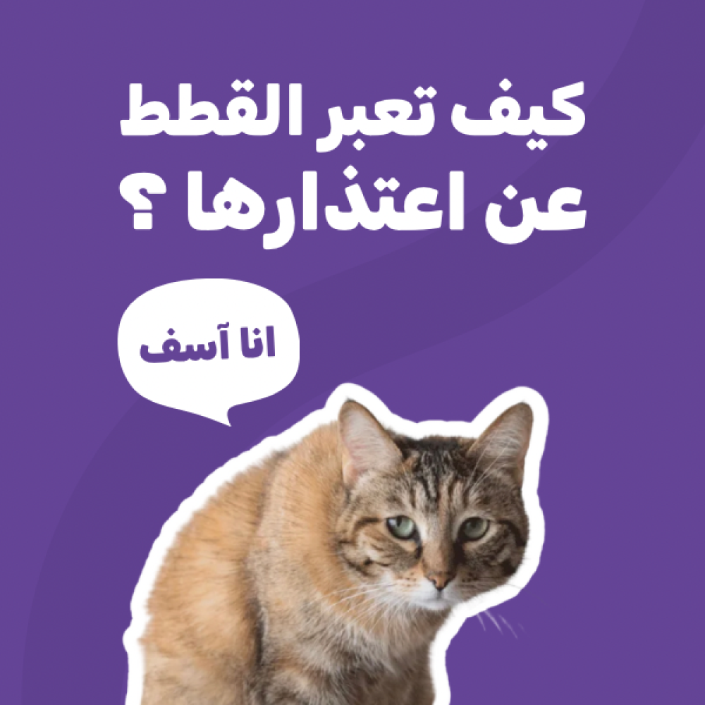 كيف تعبر القطط عن اعتذارها ؟