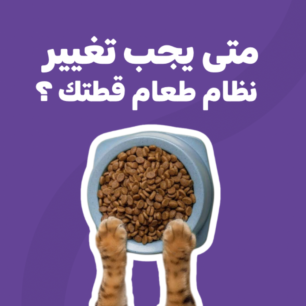 متى يجب تغيير نظام طعام قطتك ؟