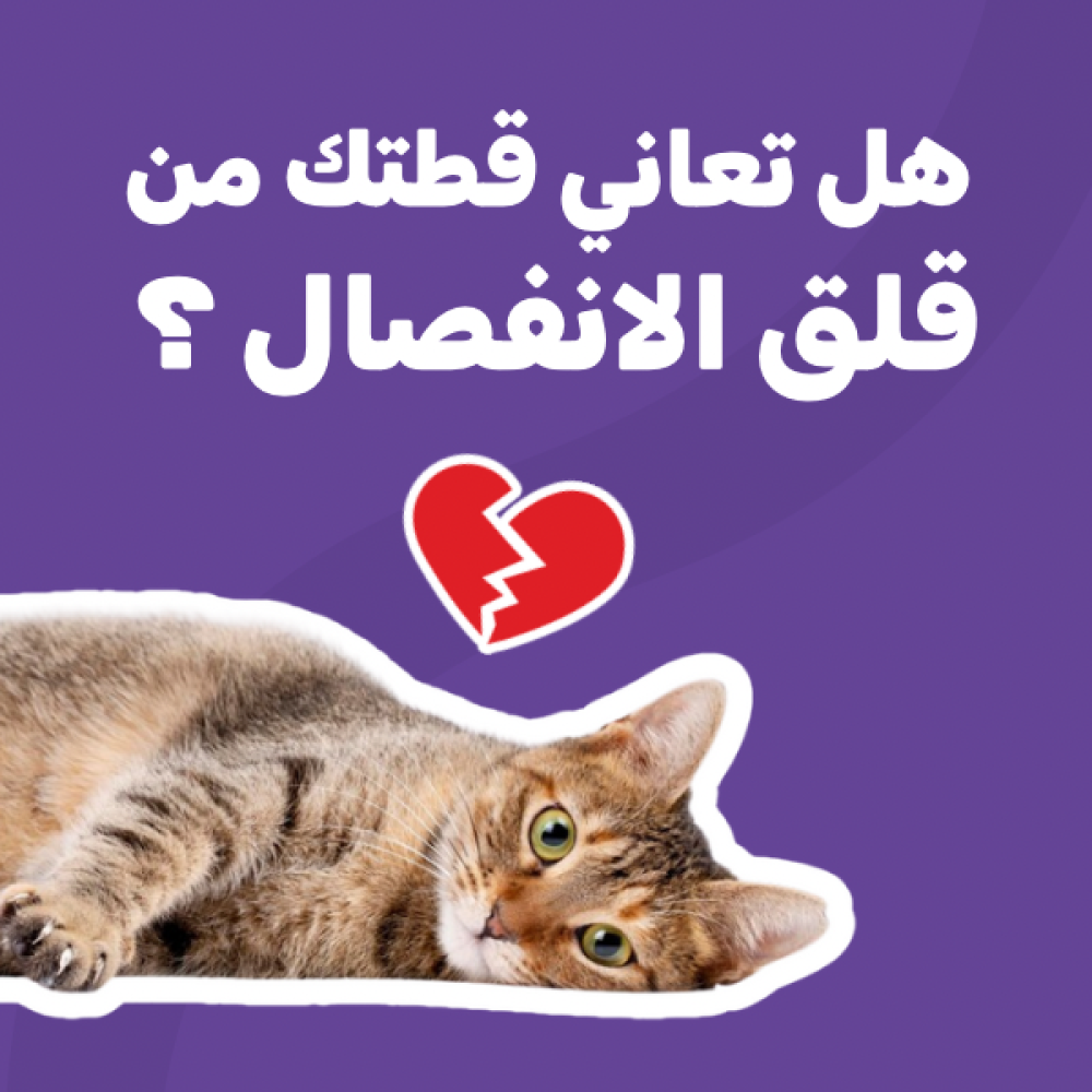 هل تعاني قطتك من قلق الانفصال ؟