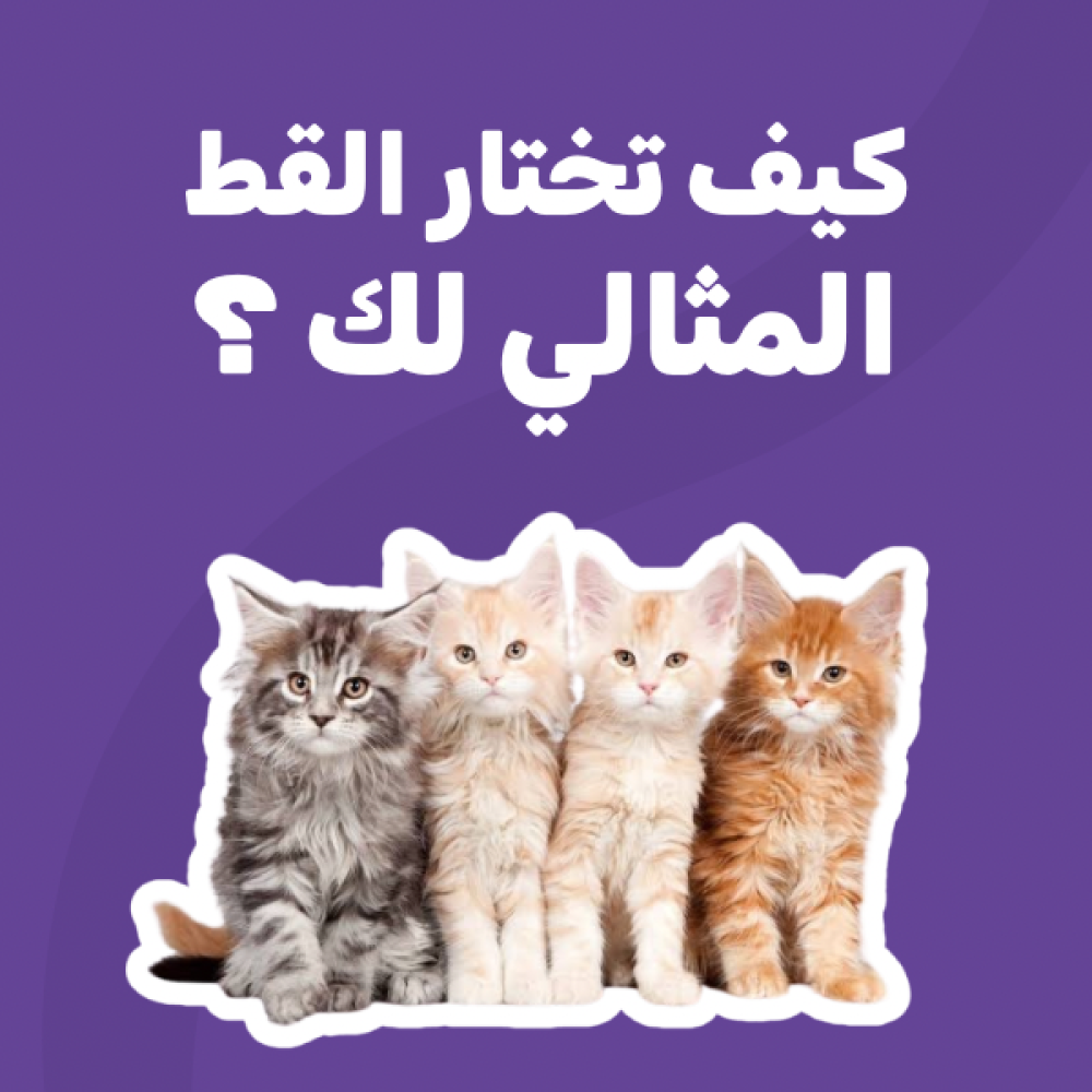 كيف تختار القط المثالي لك ⁉️
