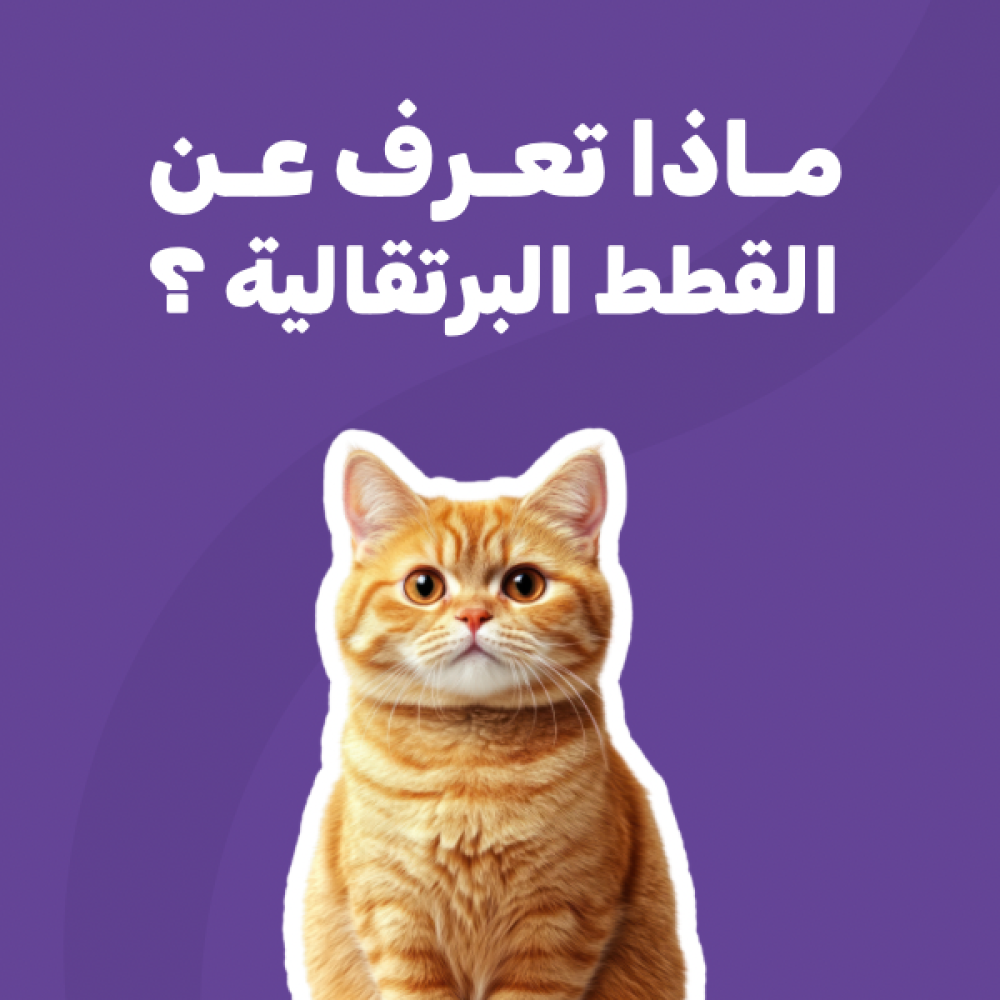 ماذا تعرف عن القطط البرتقالية ؟