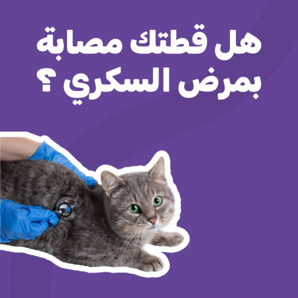 هل قطتك مصابة بمرض السكري ؟