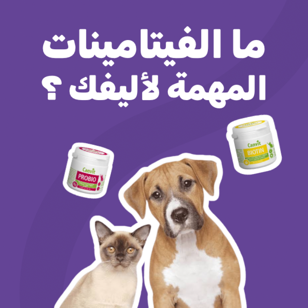 ما هي الفيتامينات المهمة لصحة أليفك ؟