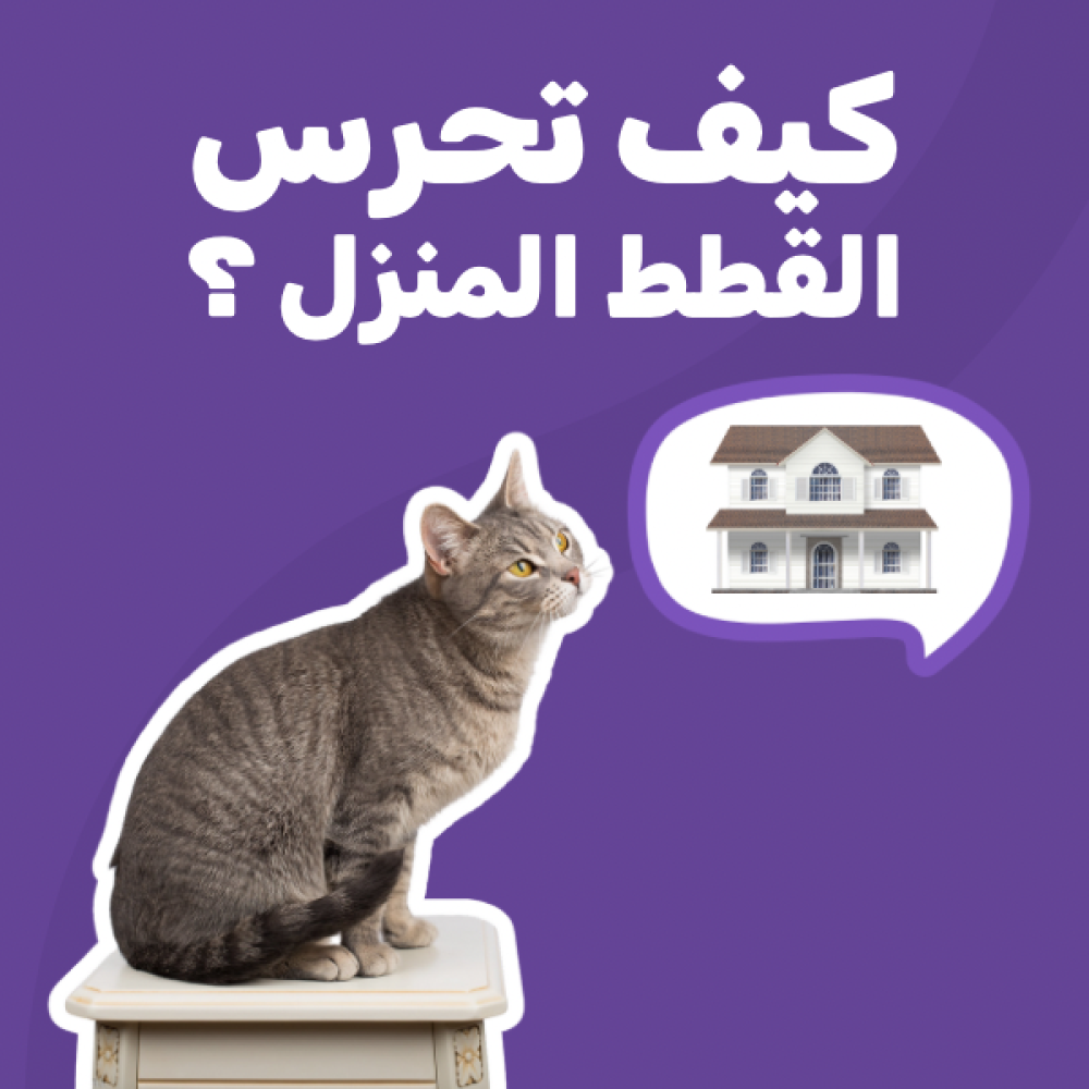 كيف تحرس القطط المنزل ؟