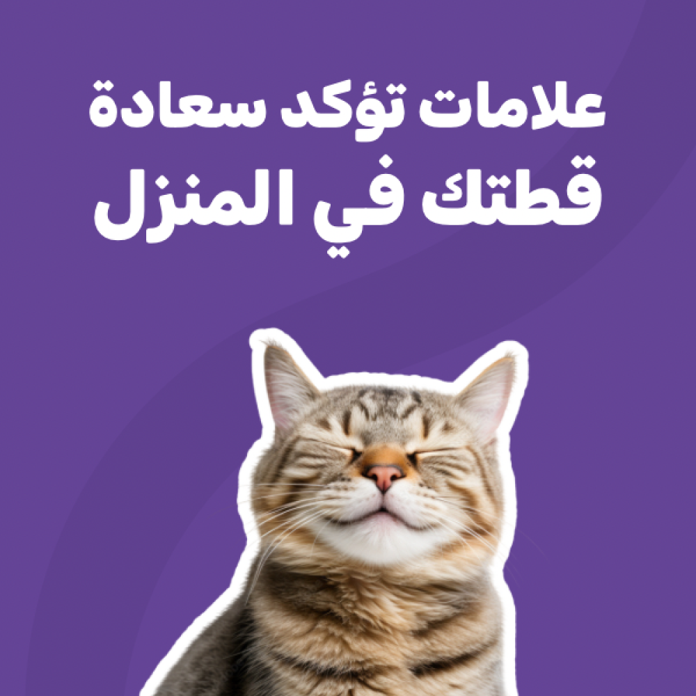 علامات تؤكد سعادة قطتك في المنزل