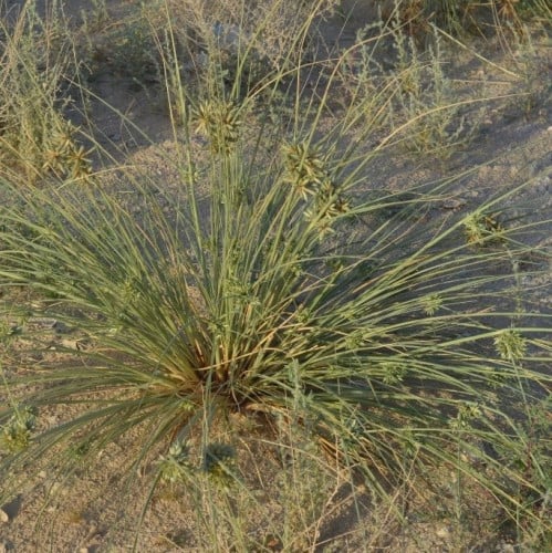 عندب ( ثندا ) 50 بذرة Cyperus