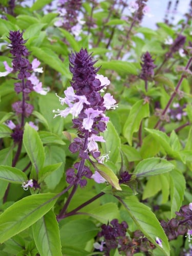 Ocimum Basilicum , نبات الريحان