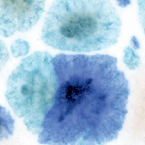 CTL-12 قليز كريستالي ماردي جرا كرنفال الثلاثاء (472ml)