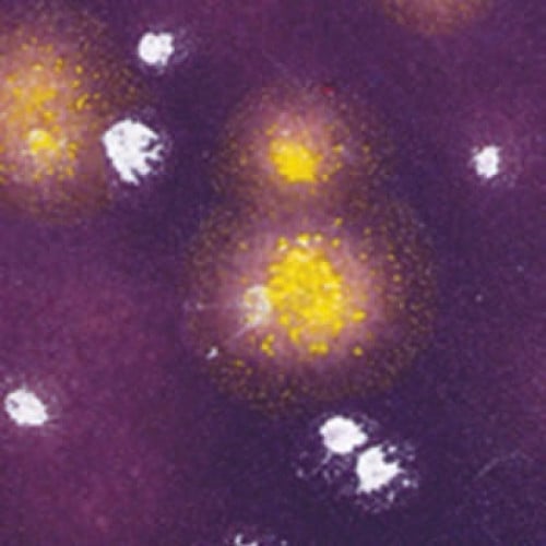 CTL-70 قليز كريستالي جوهرة ماغنوليا (472ml)