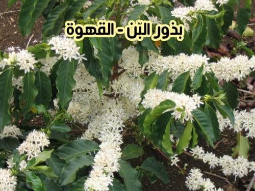 بذور البن - القهوة