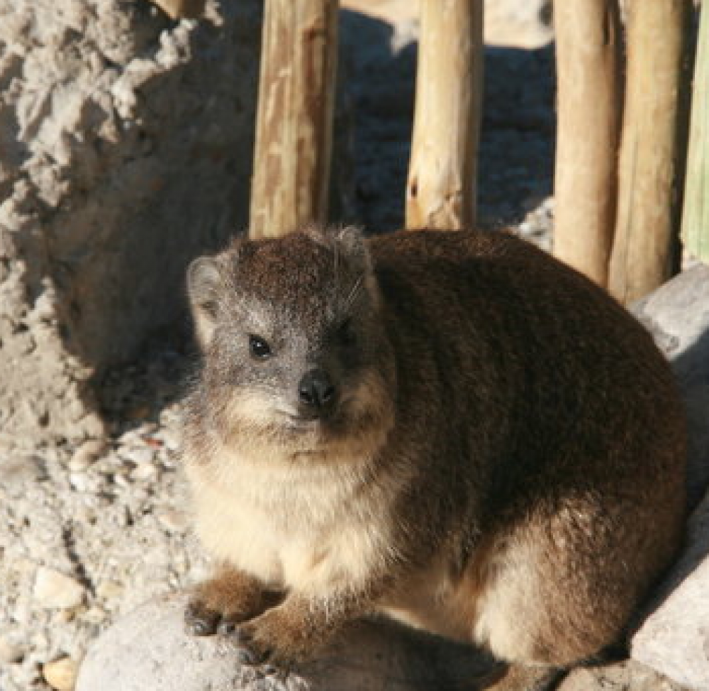 مسك الوبر (Hyraceum)