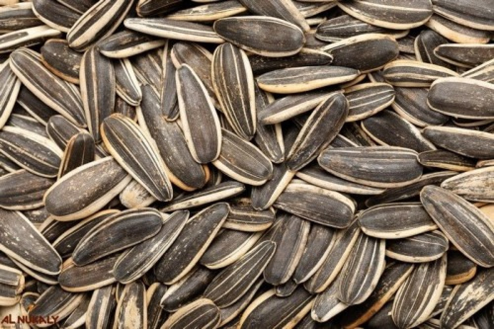 دوار الشمس محمص مملح 500 جرام